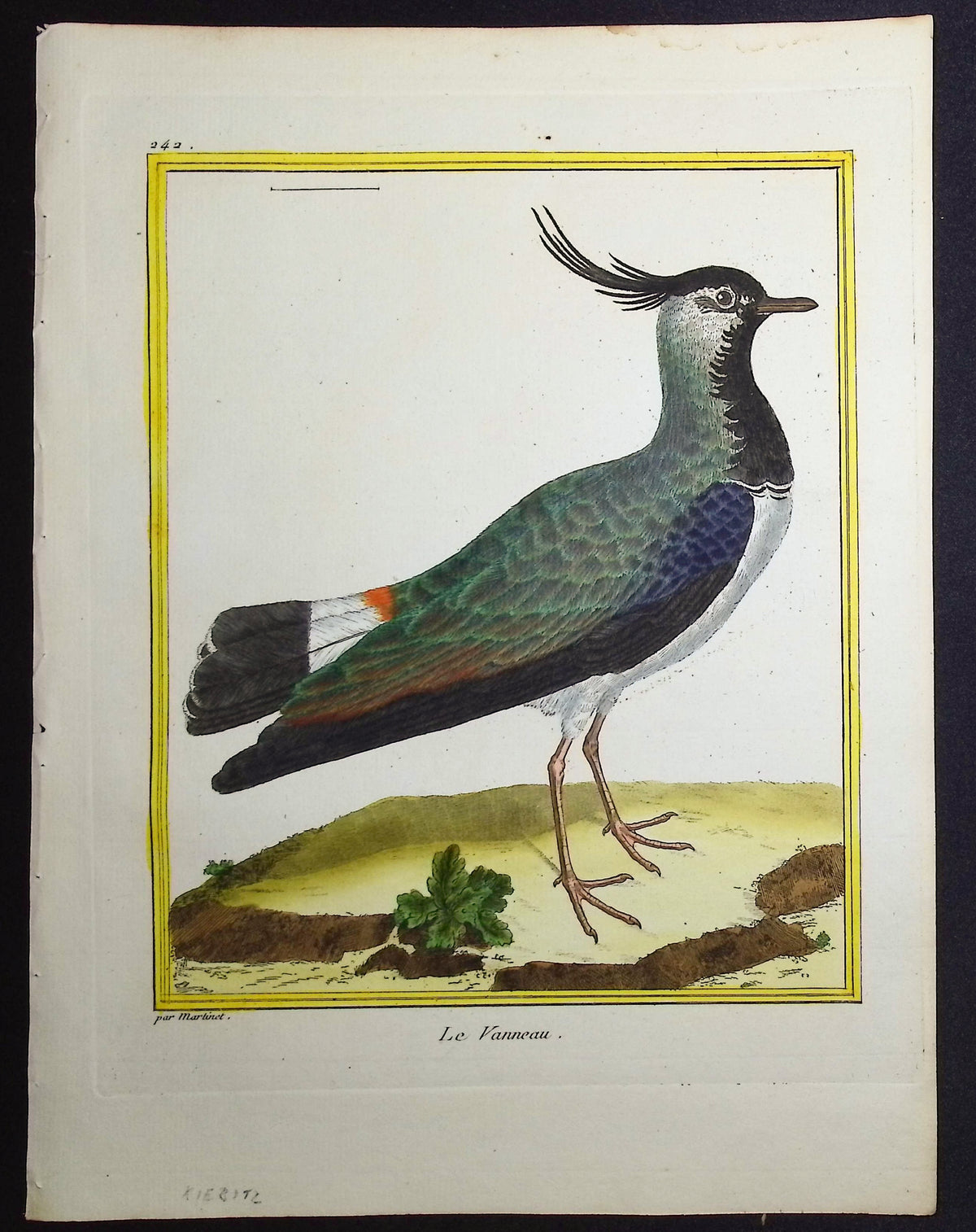 Lapwing