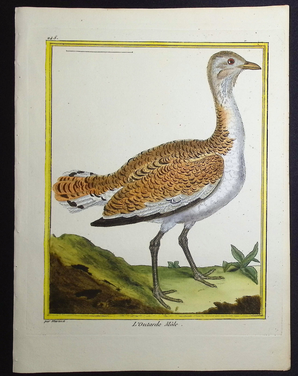 Bustard