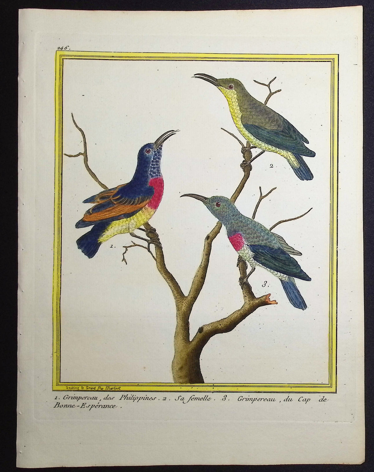 Sunbird
