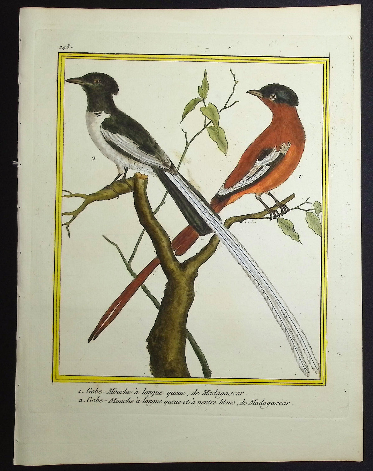 Flycatcher
