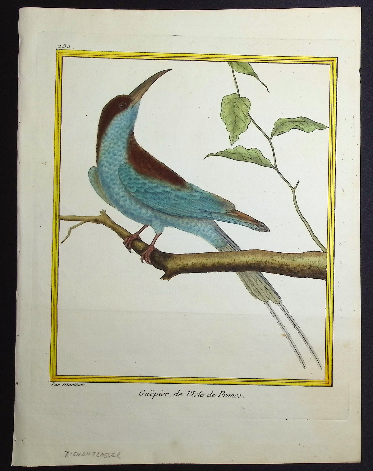 Bee-eater