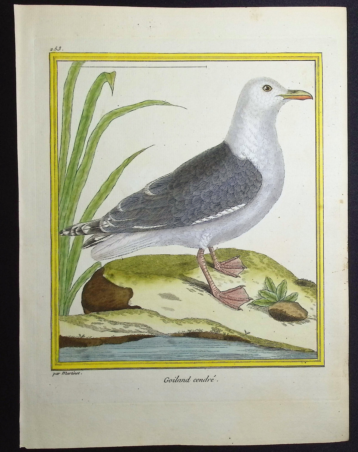 Shore or Water Bird
