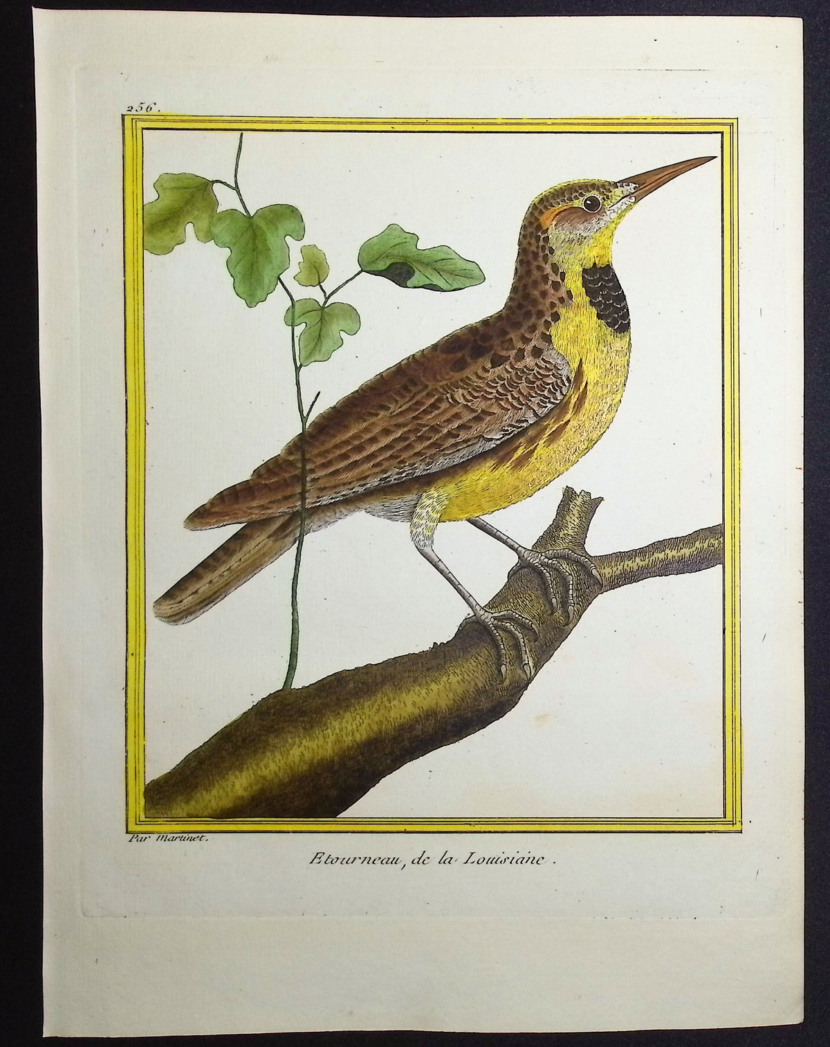 Starling