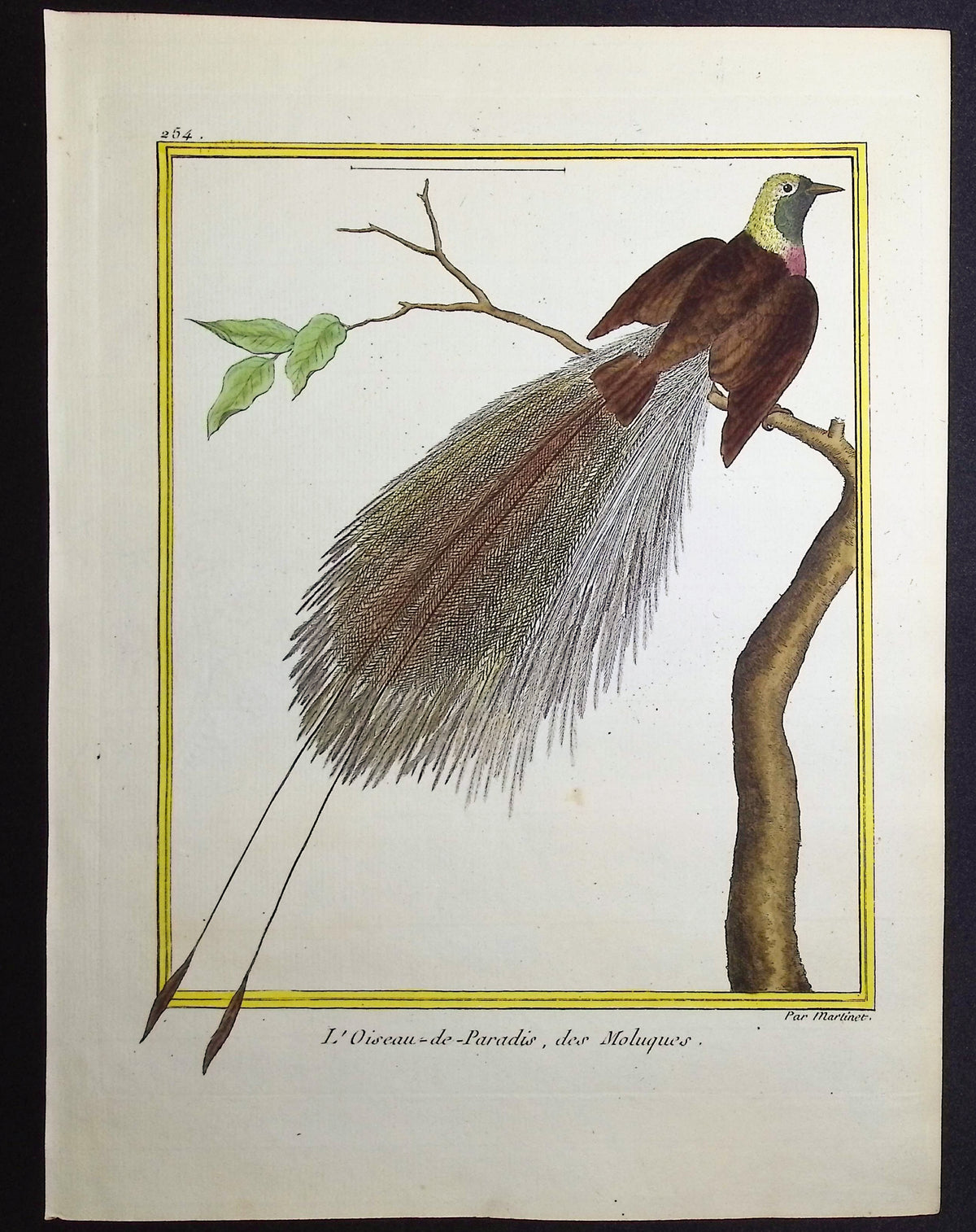 Bird-of-Paradise