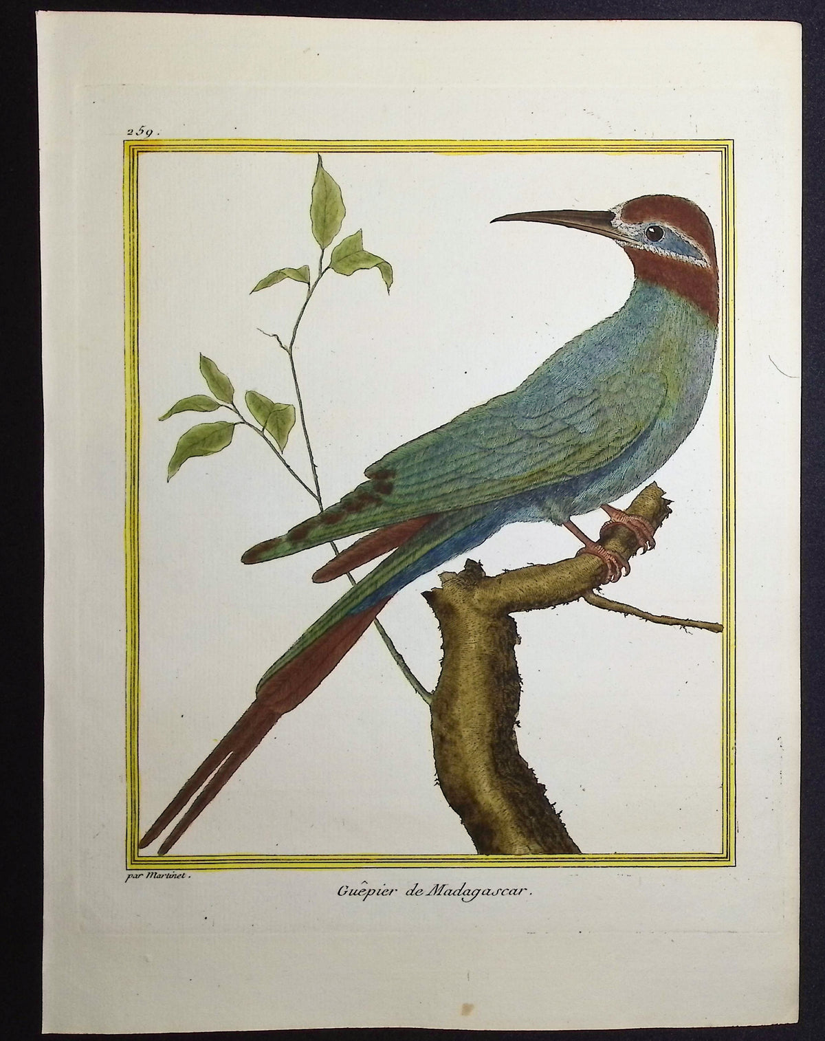 Bee-eater