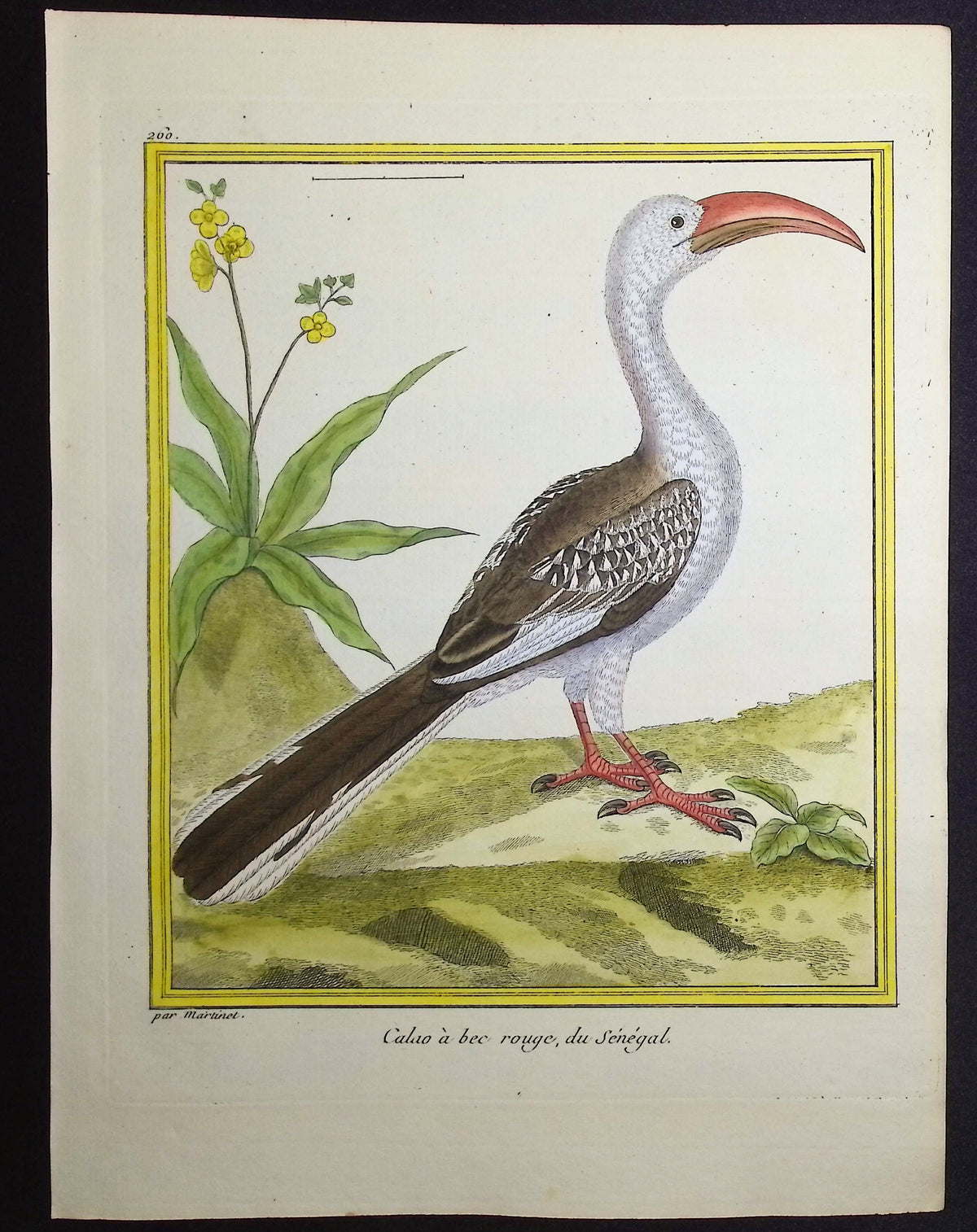 Hornbill
