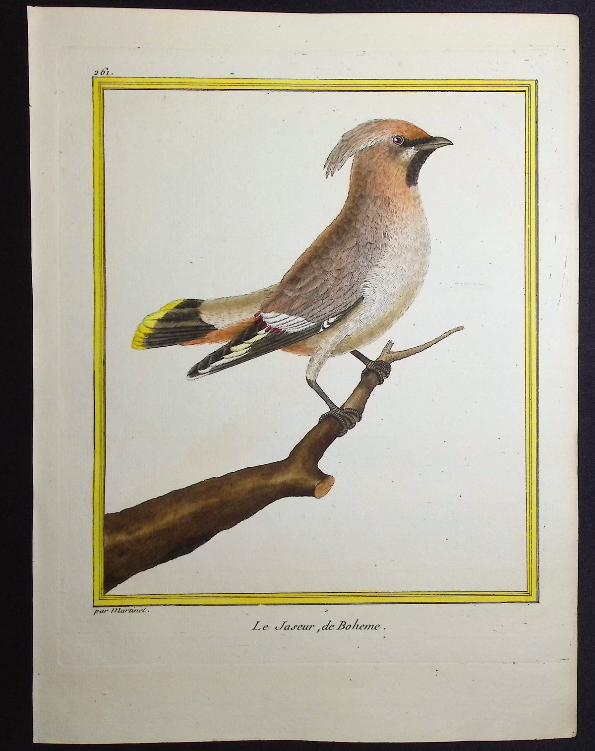 Bohemian Waxwing