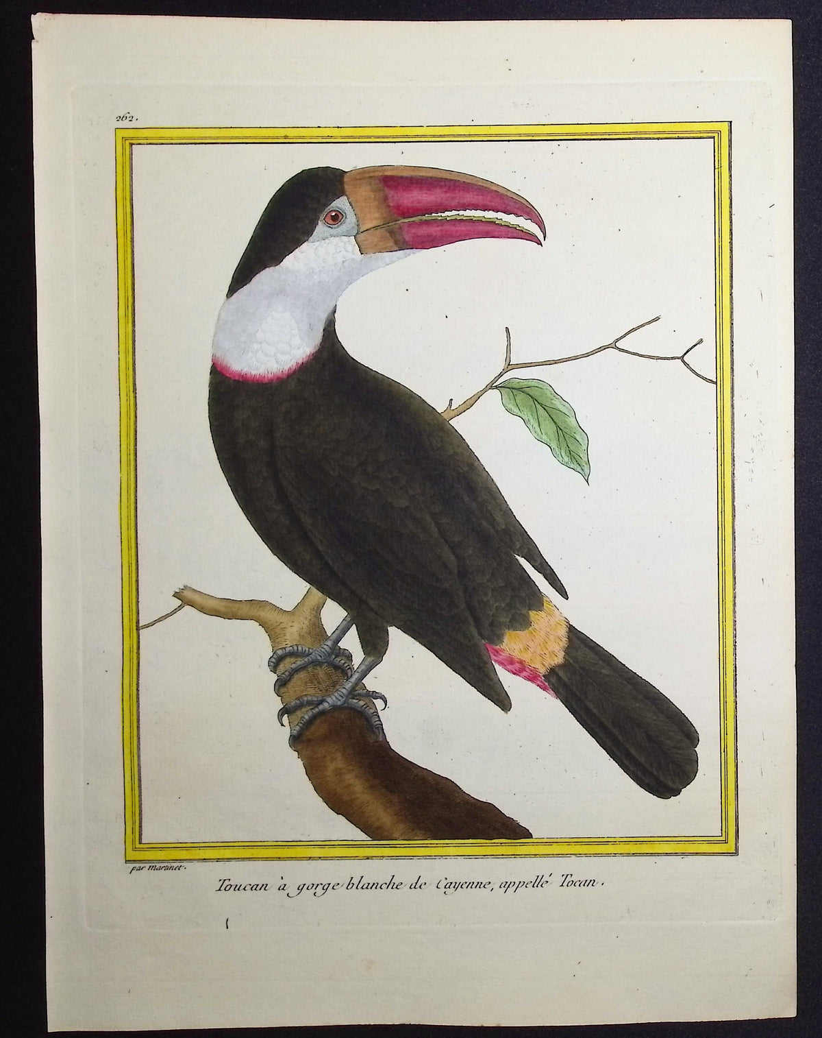 Toucan