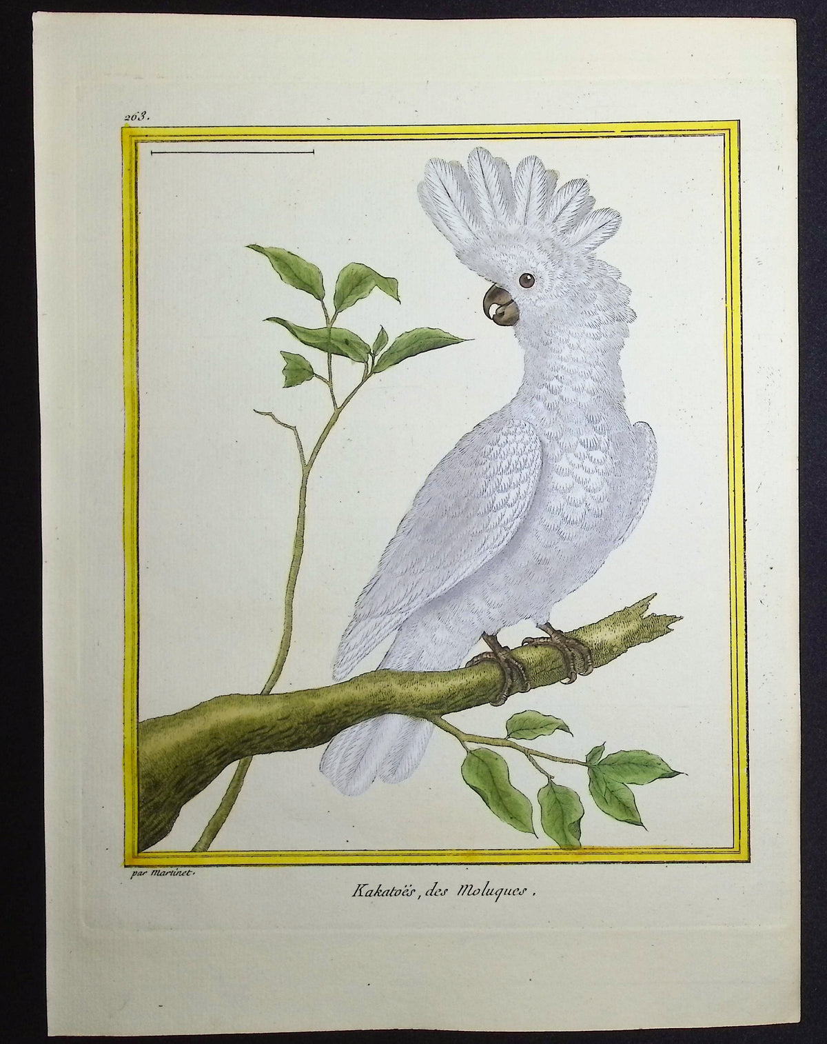 Cockatoo