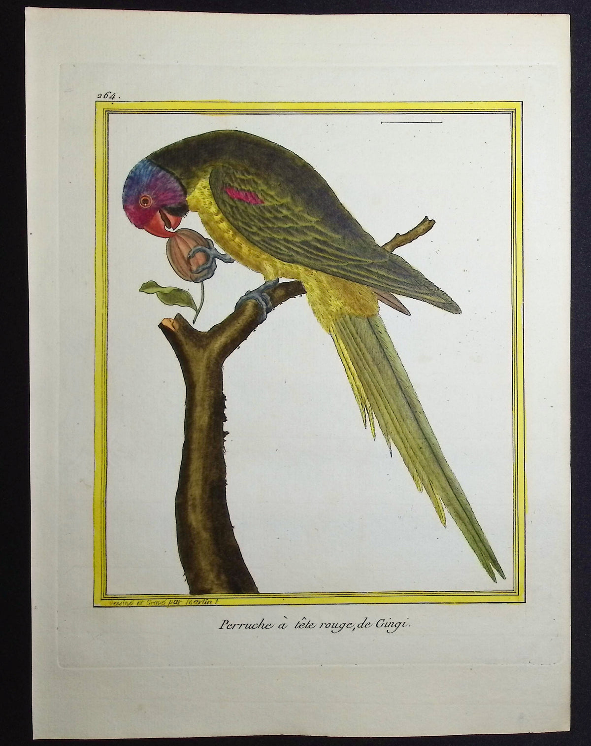 Parrot