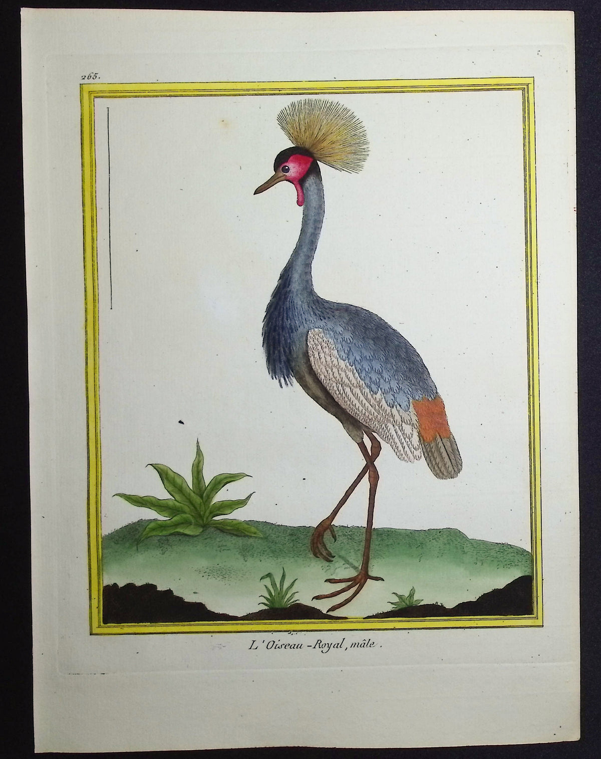 Grey Crowned Crane