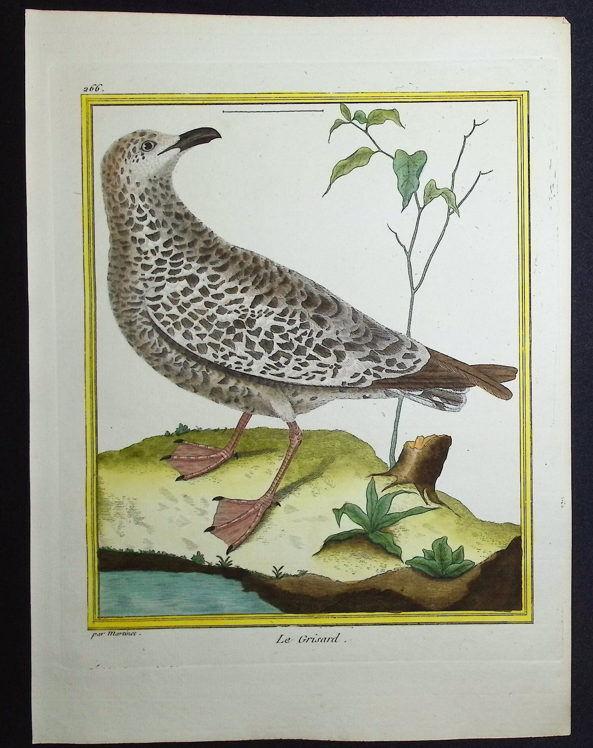 Shore or Water Bird