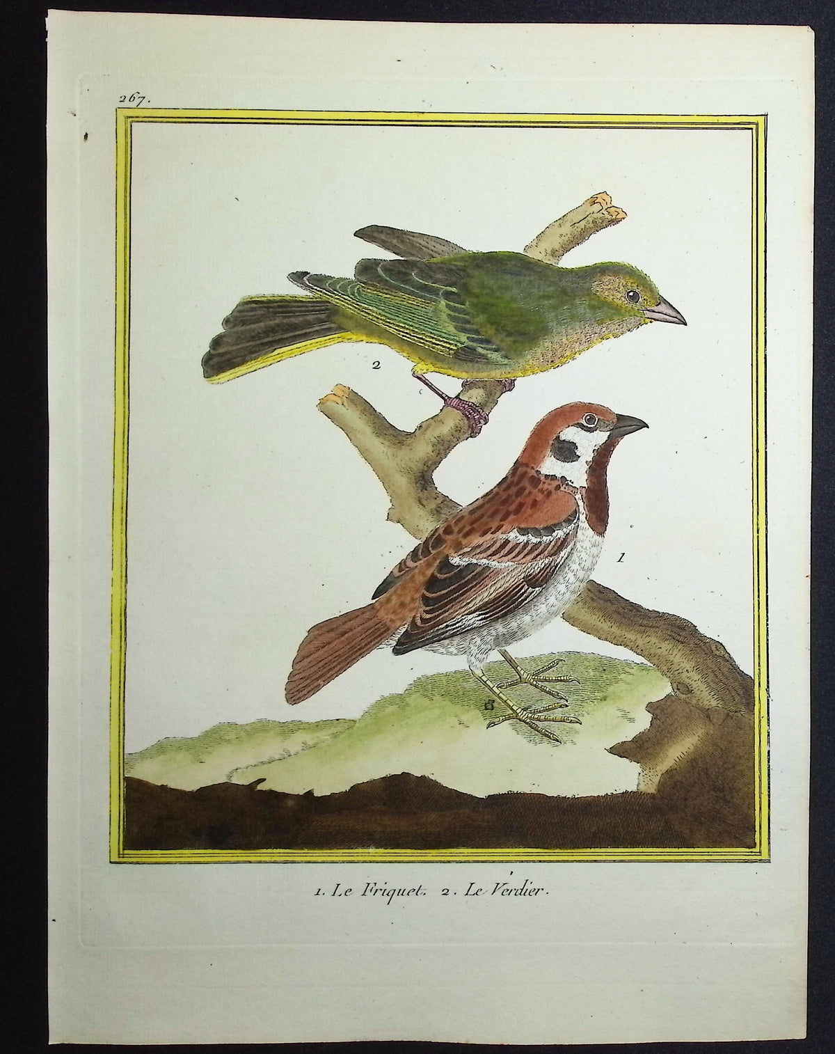 Sparrow