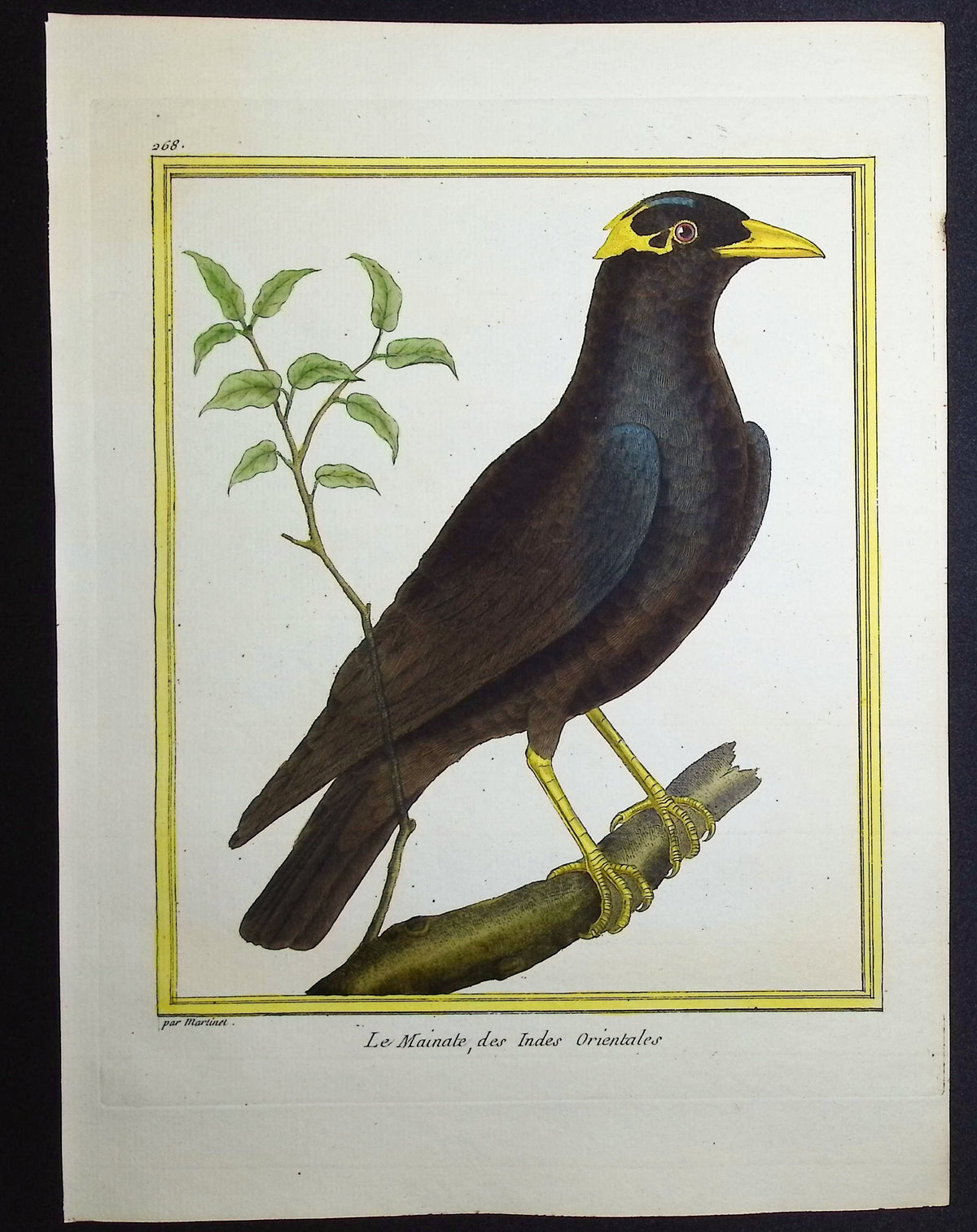 Common Hill Myyna