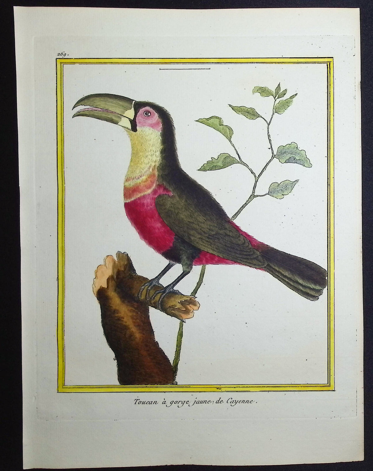 Toucan