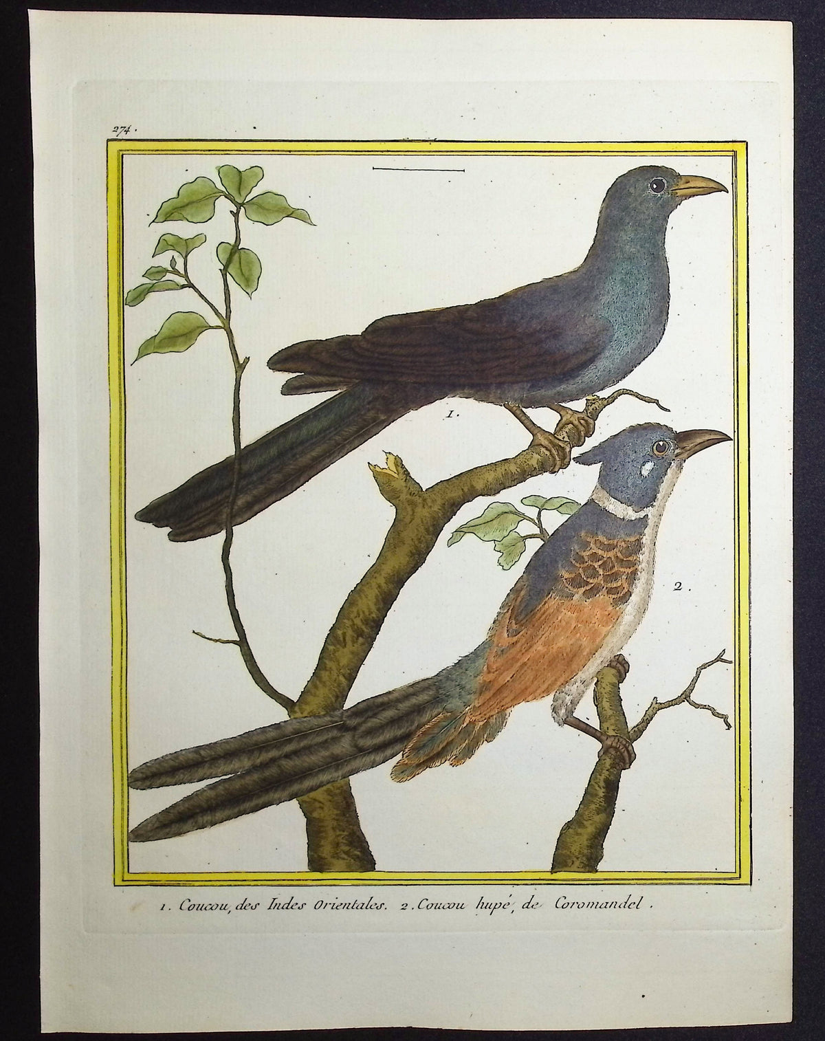 Cuckoo