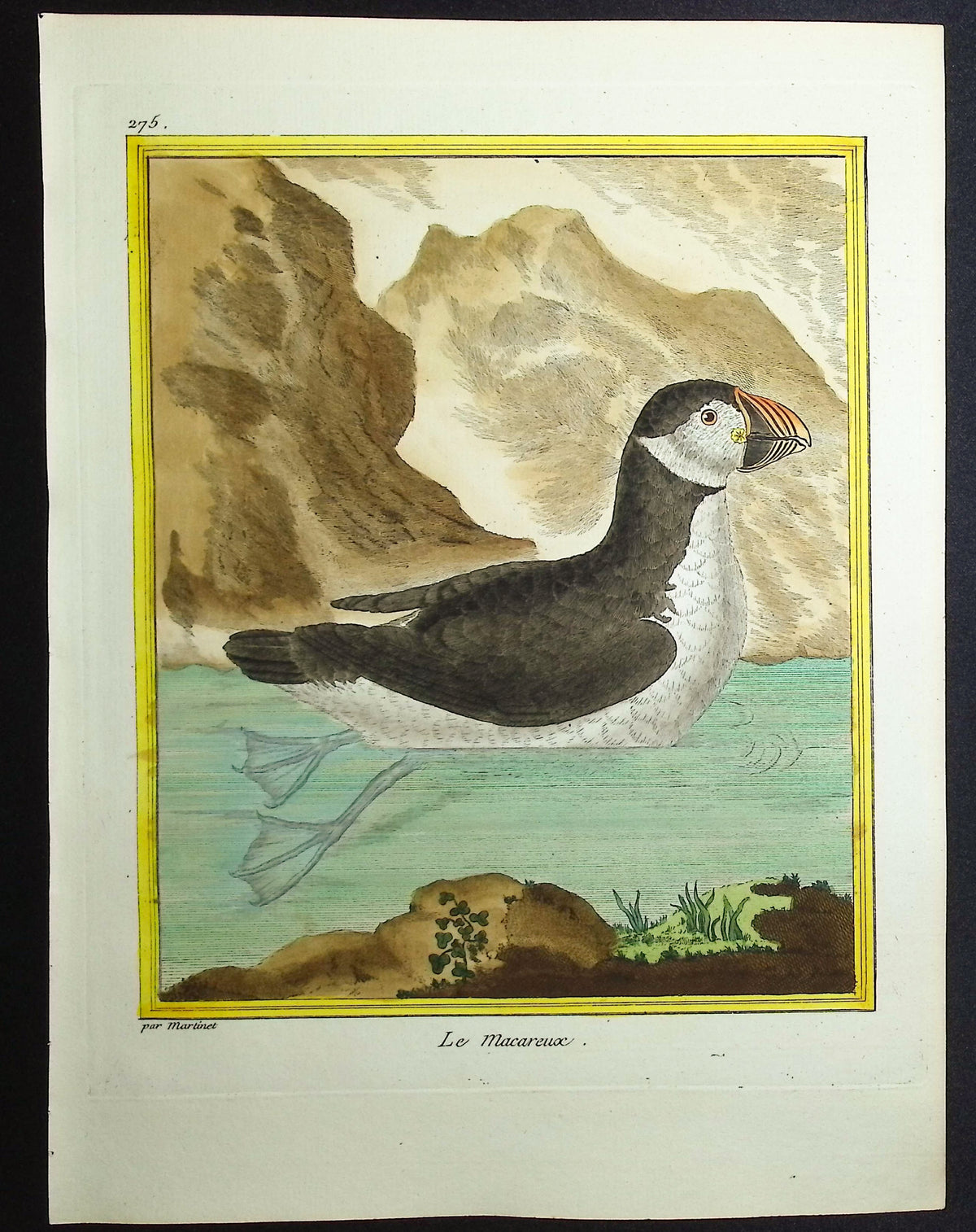 Puffin