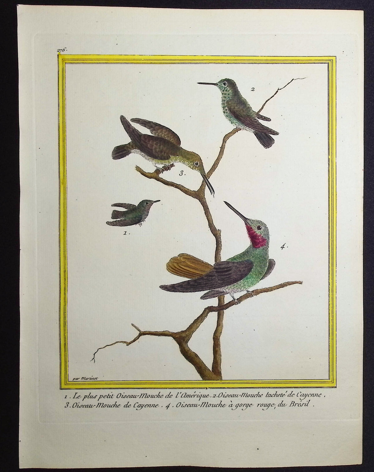 Hummingbird or Colibri
