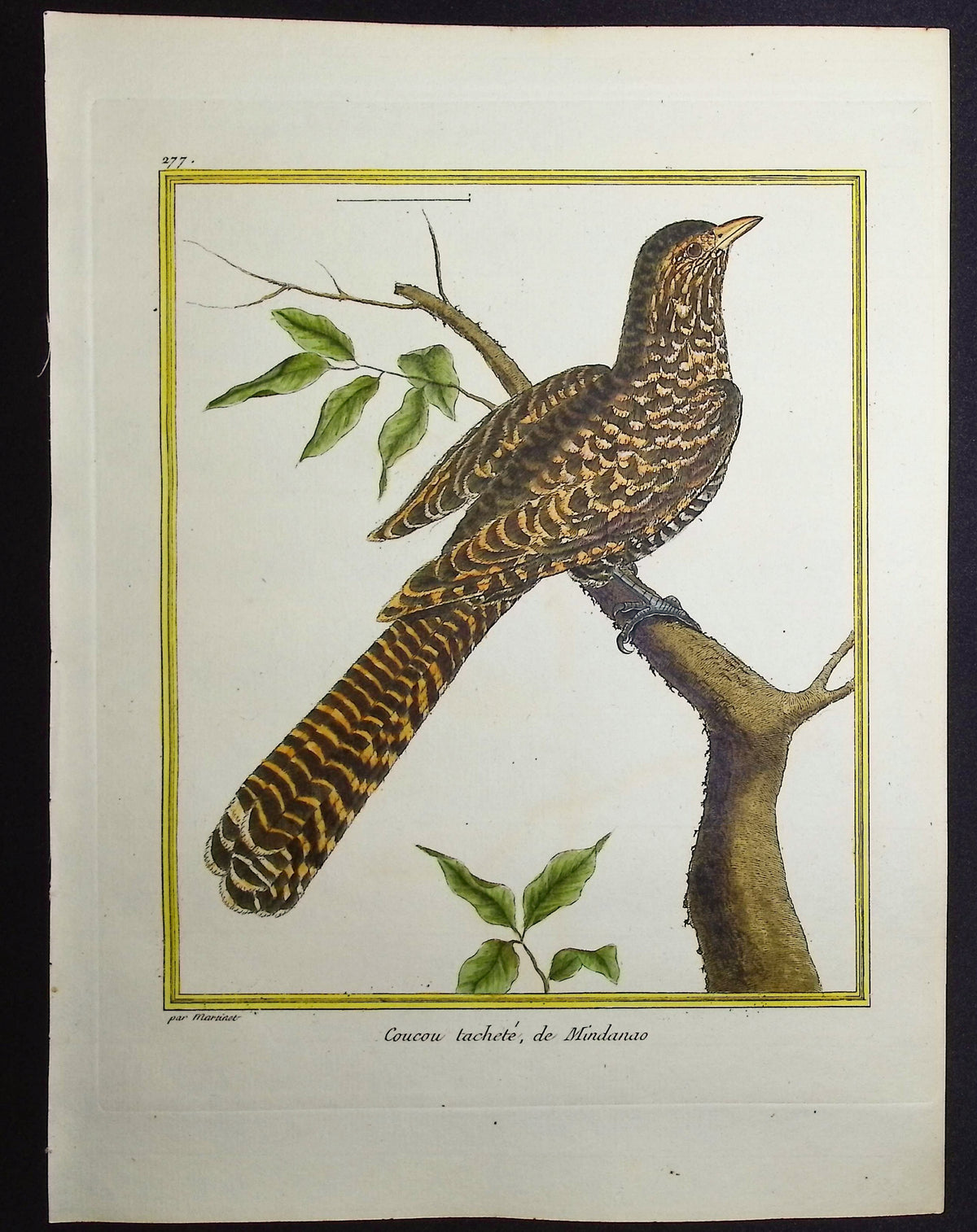 Cuckoo