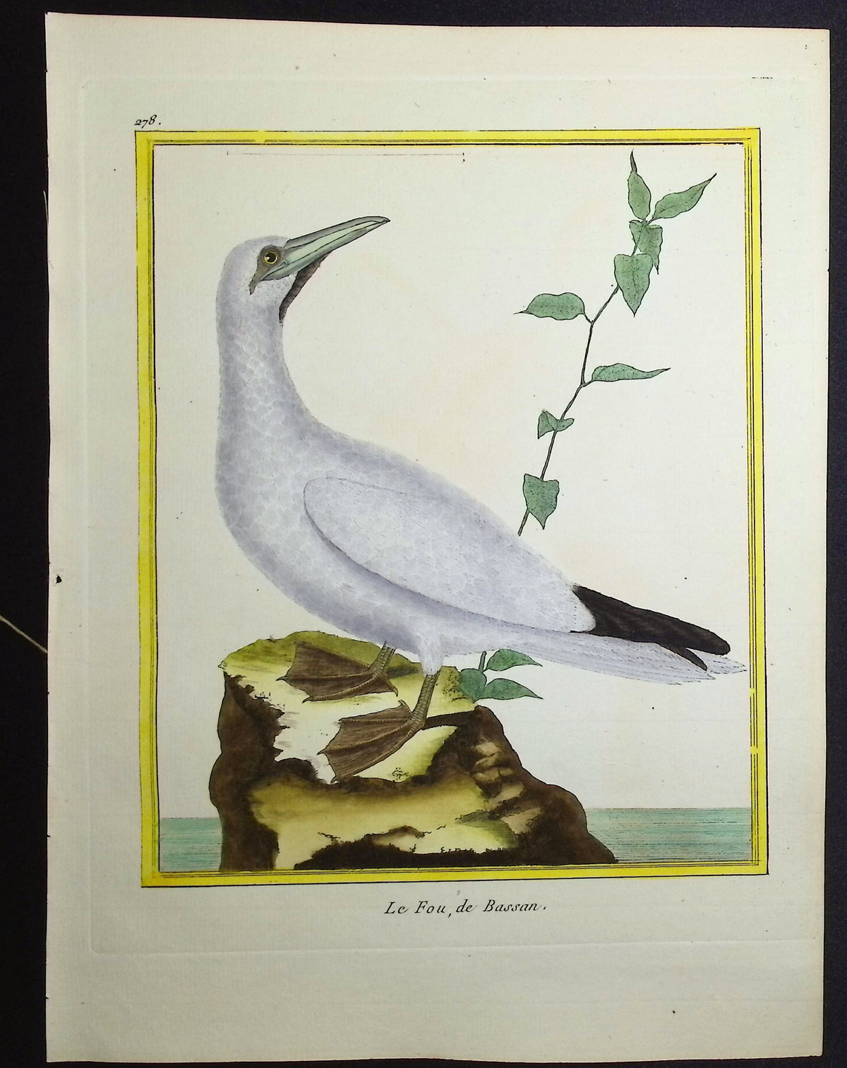 Gannet