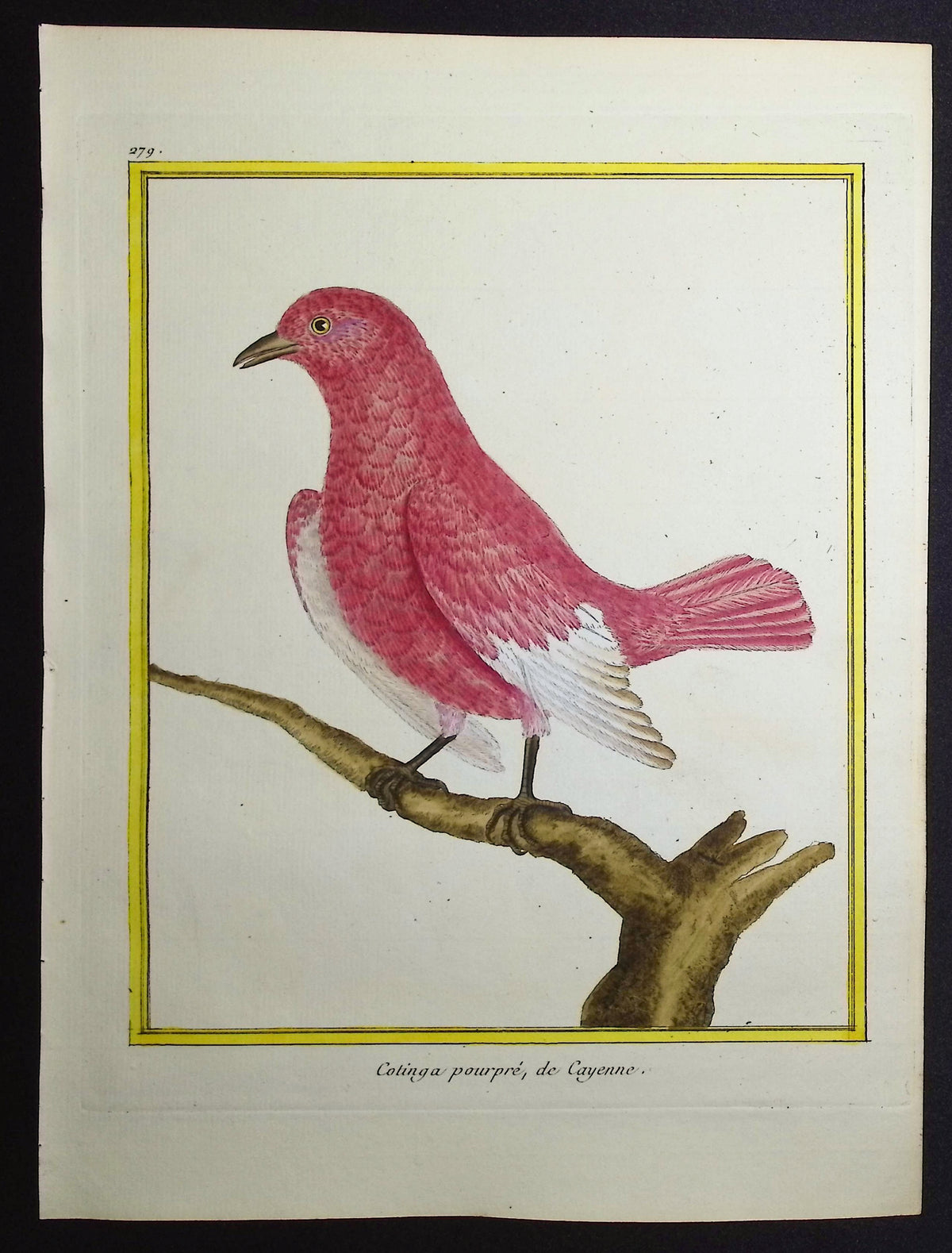 Cuckoo