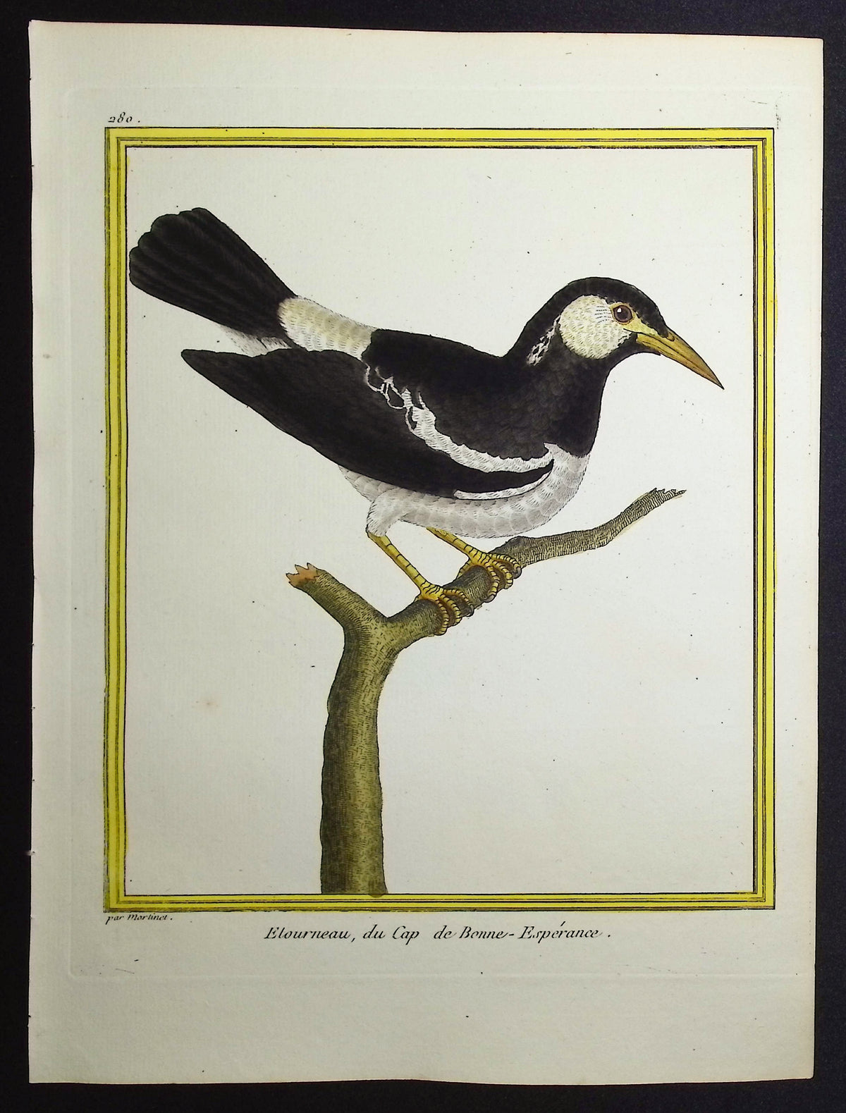 Starling