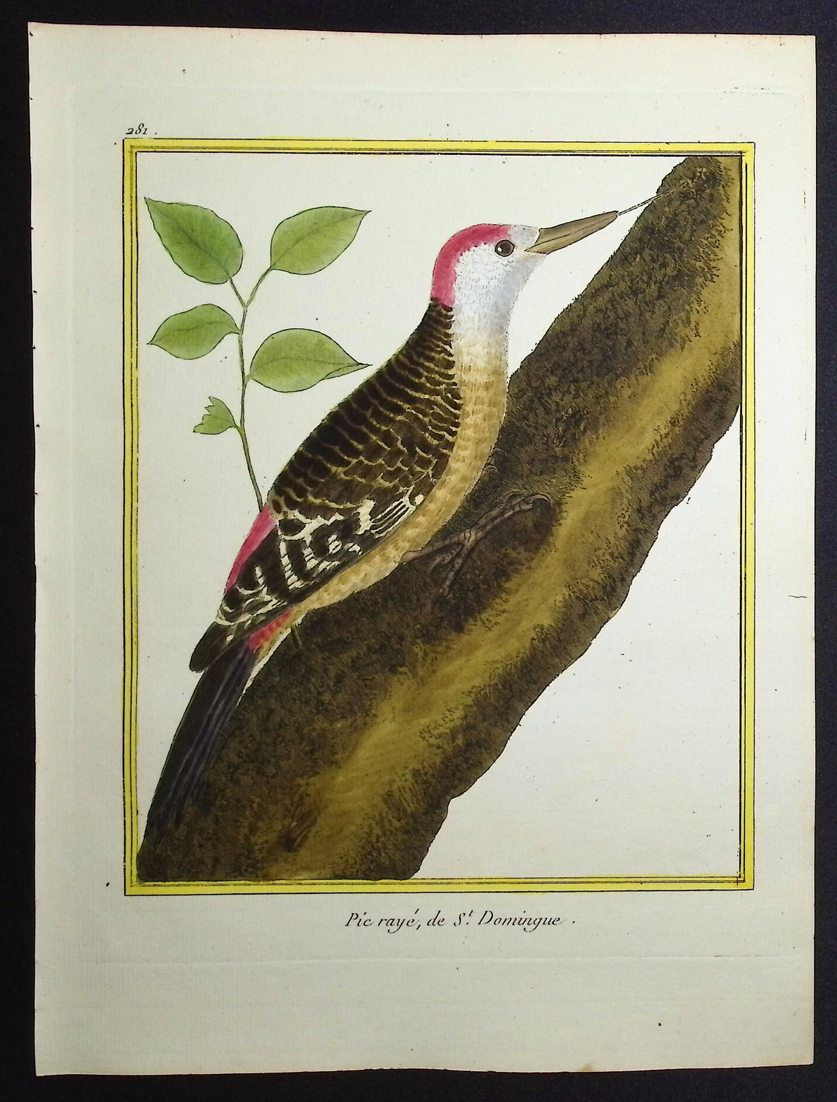 Woodpecker