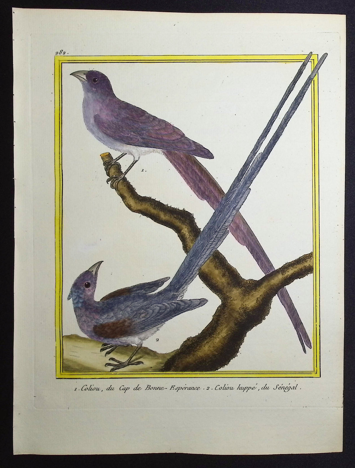 Mousebird
