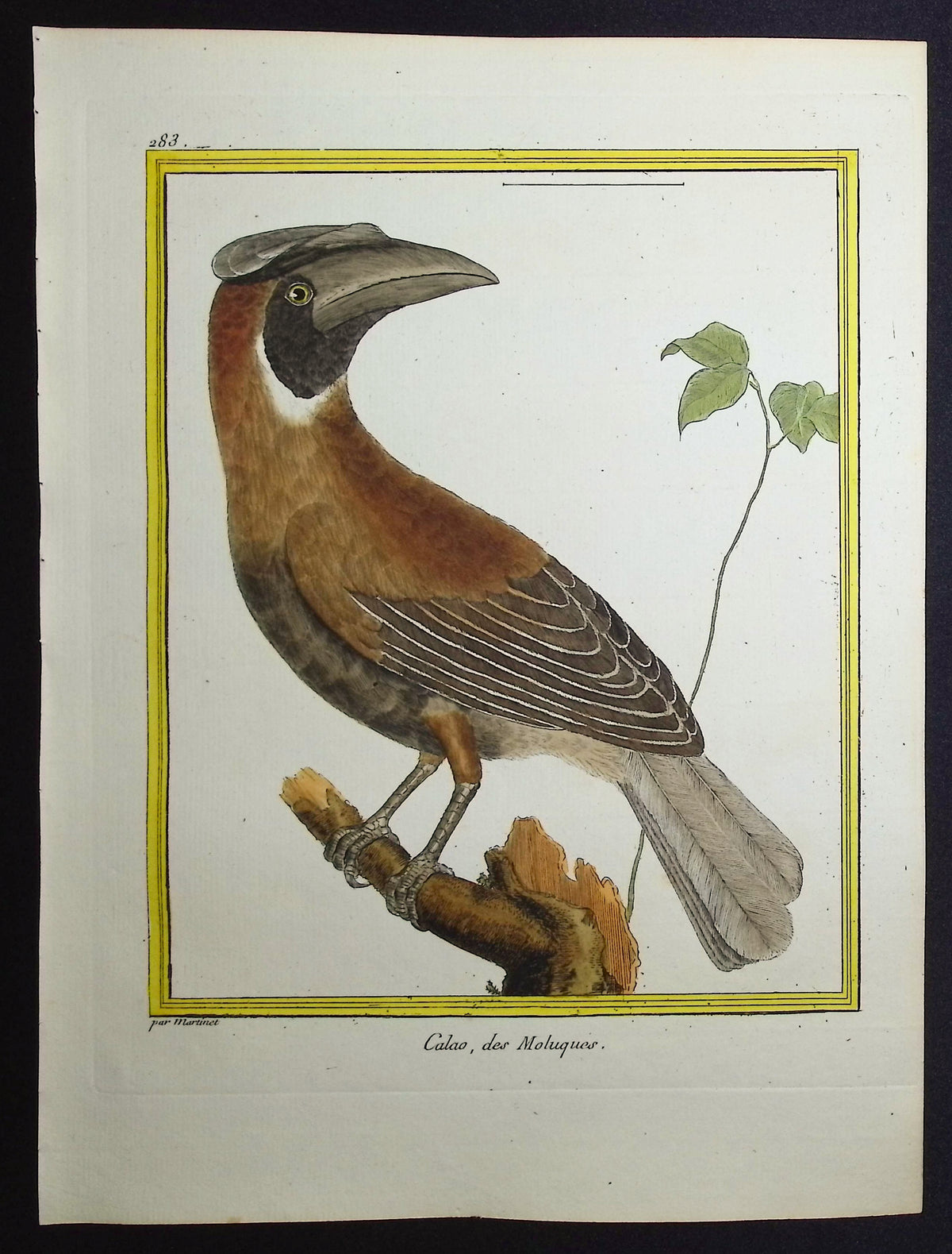 Hornbill