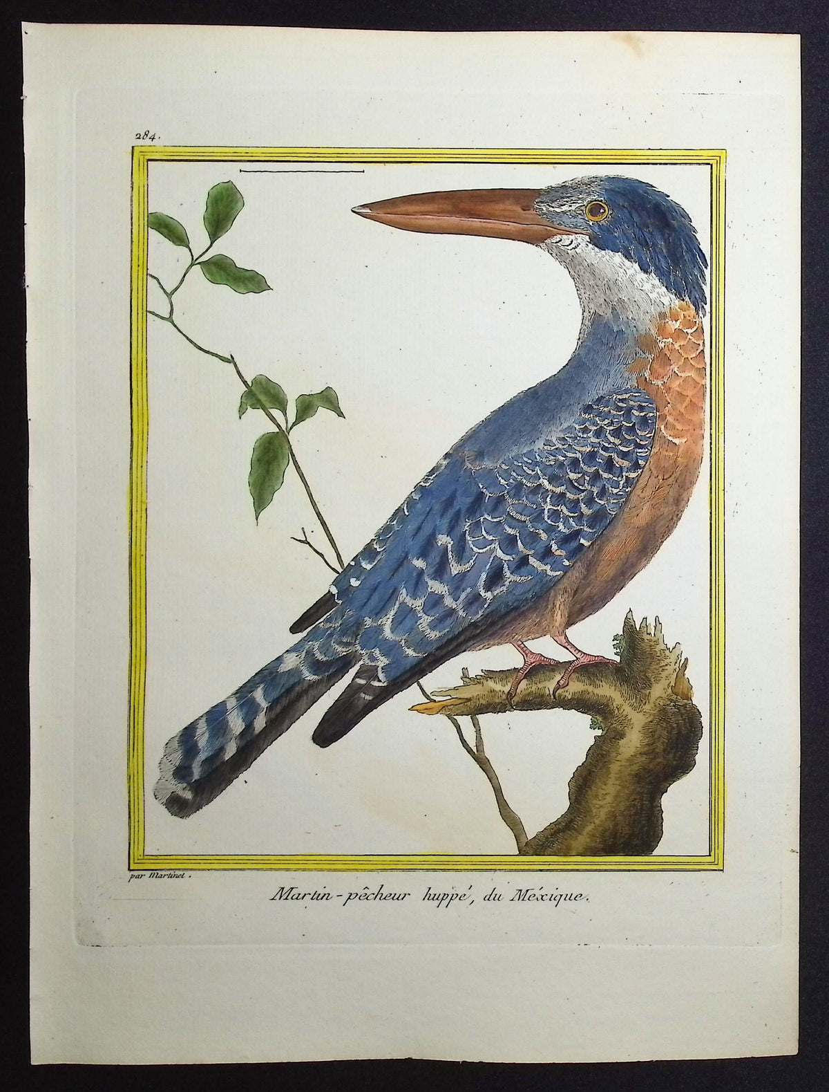 Kingfisher