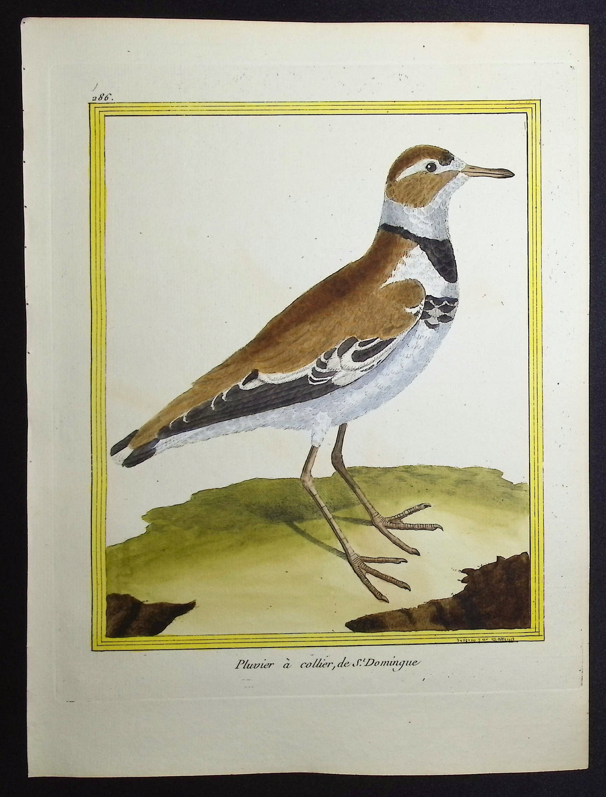 Plover