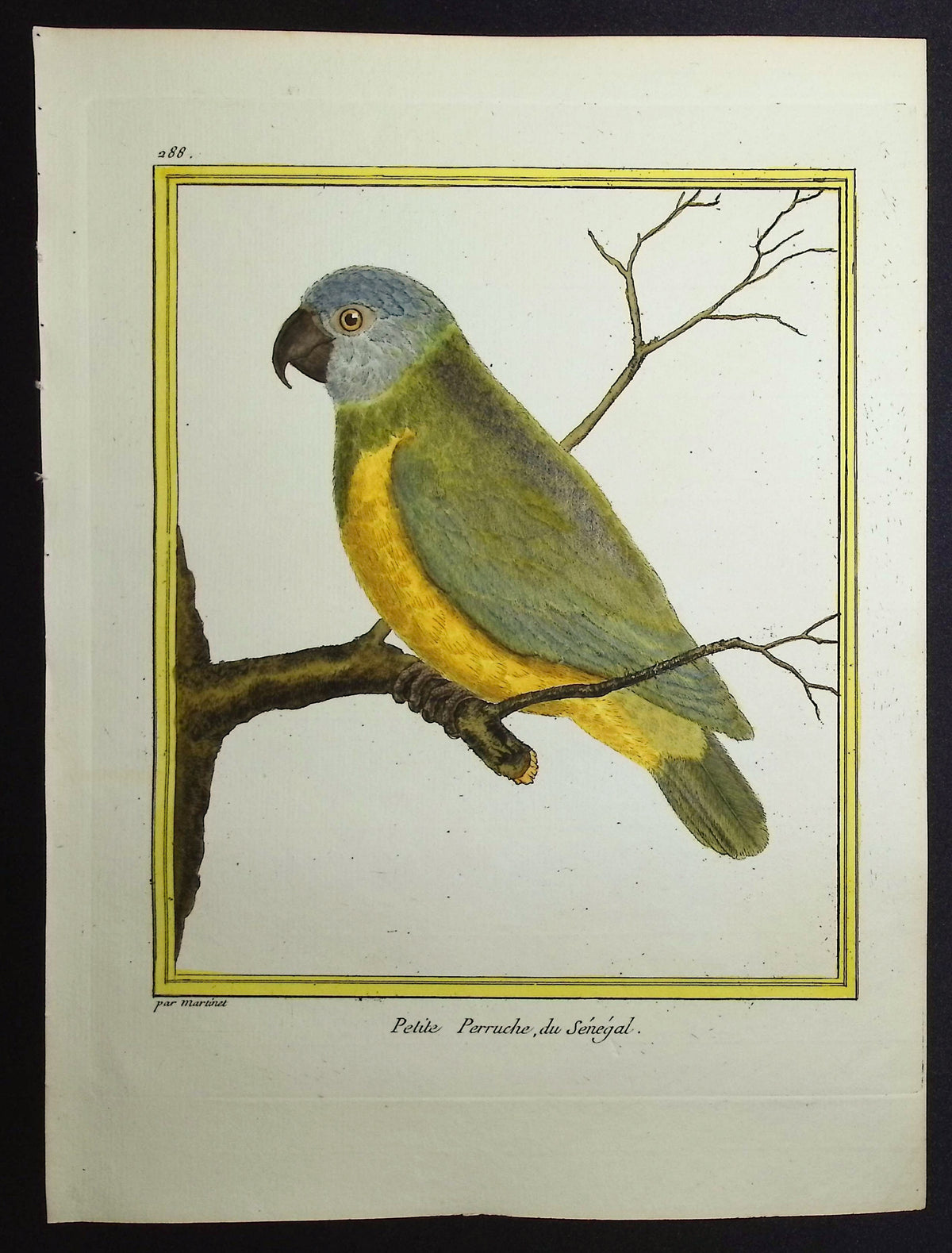 Parrot