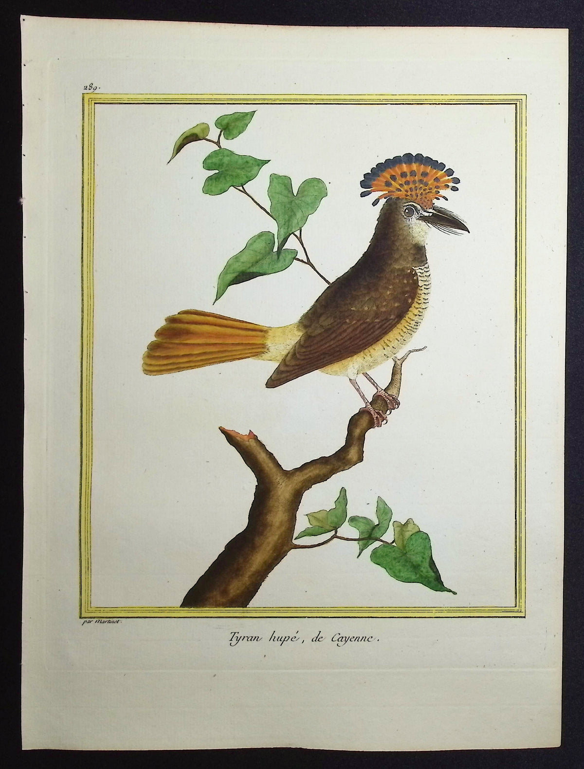 Flycatcher