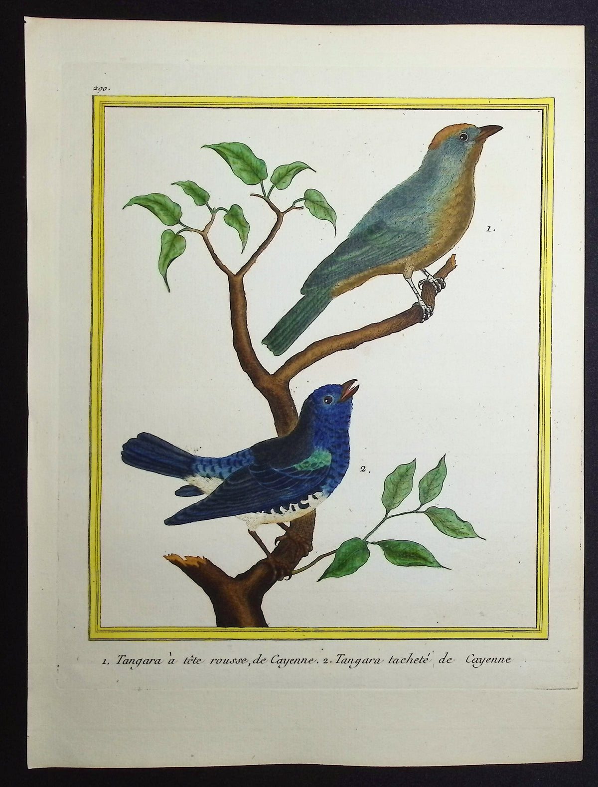 Tanager