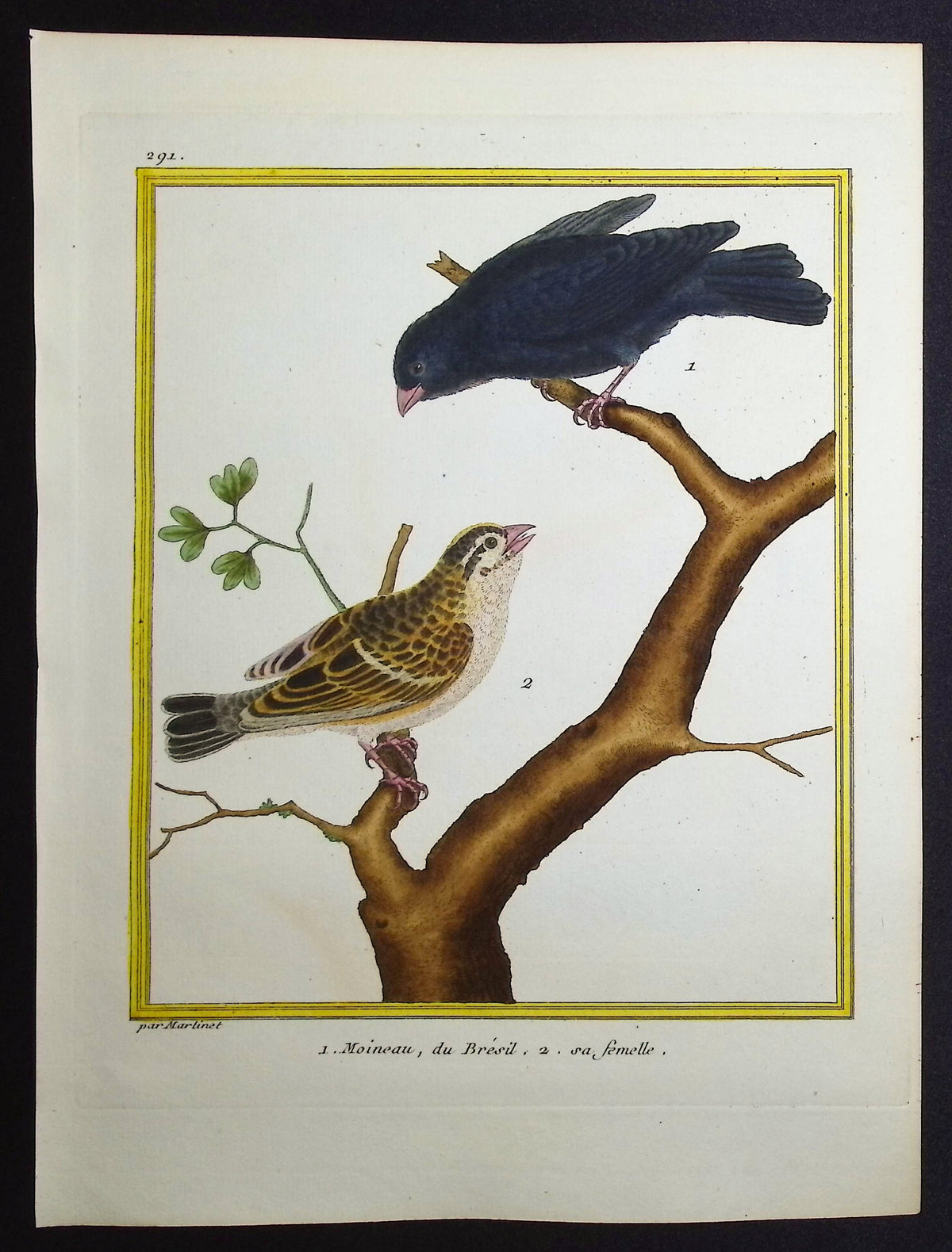Sparrow