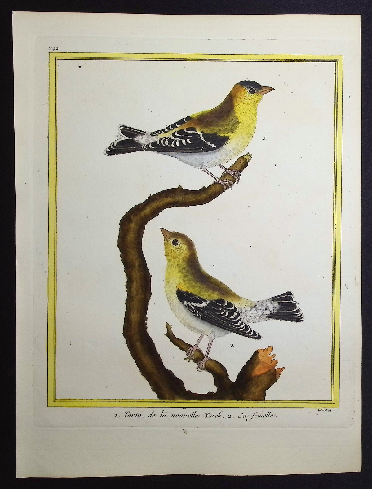 Siskin