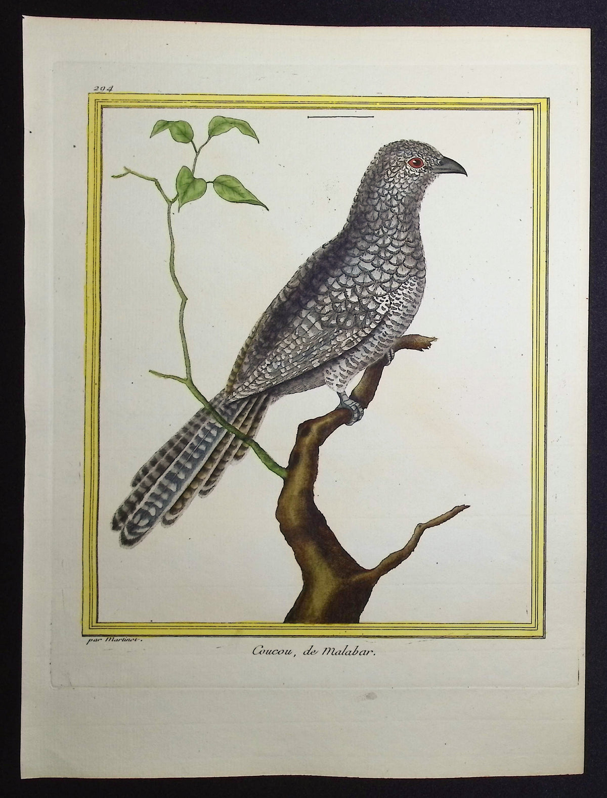 Cuckoo