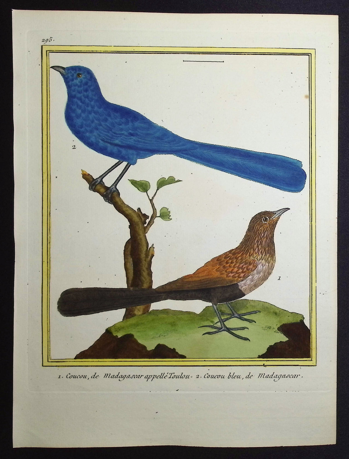 Cuckoo