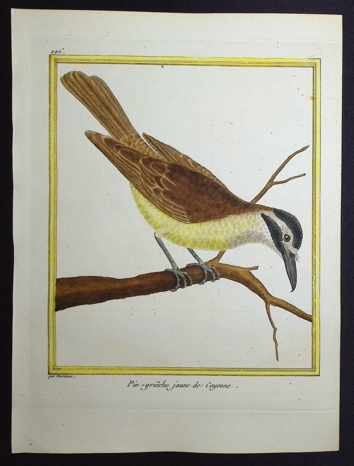 Shrike