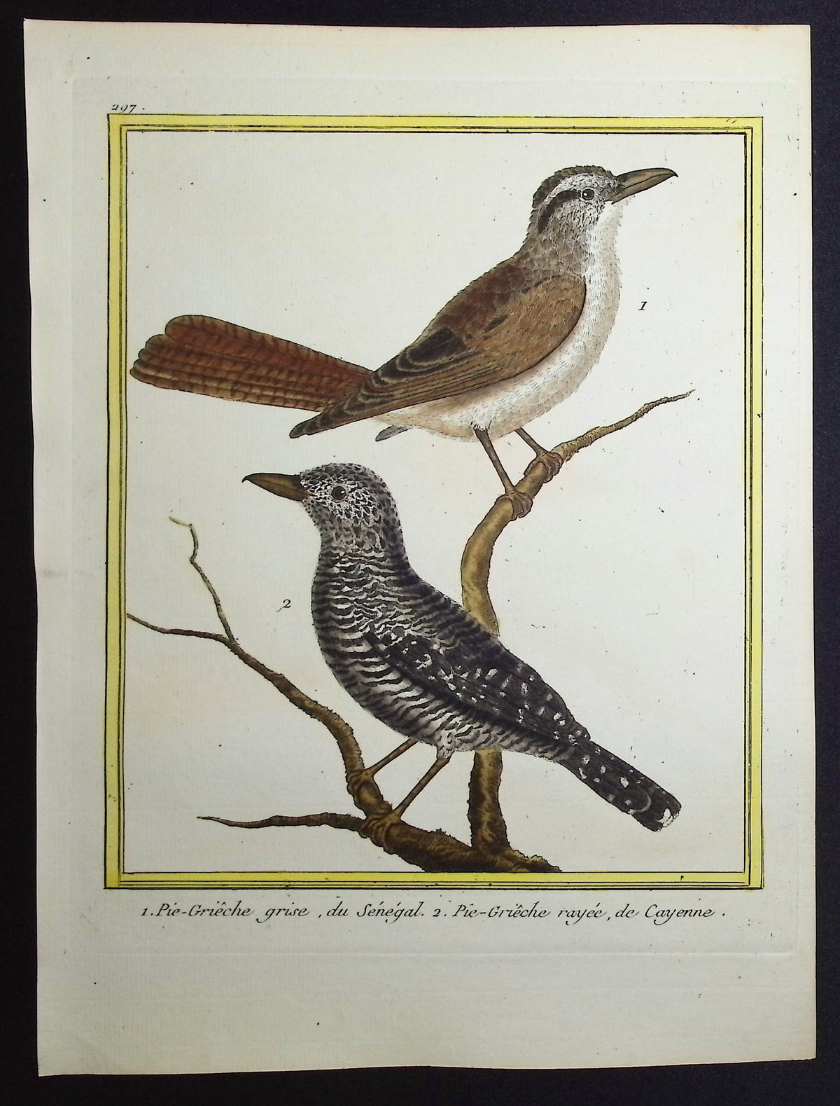 Shrike