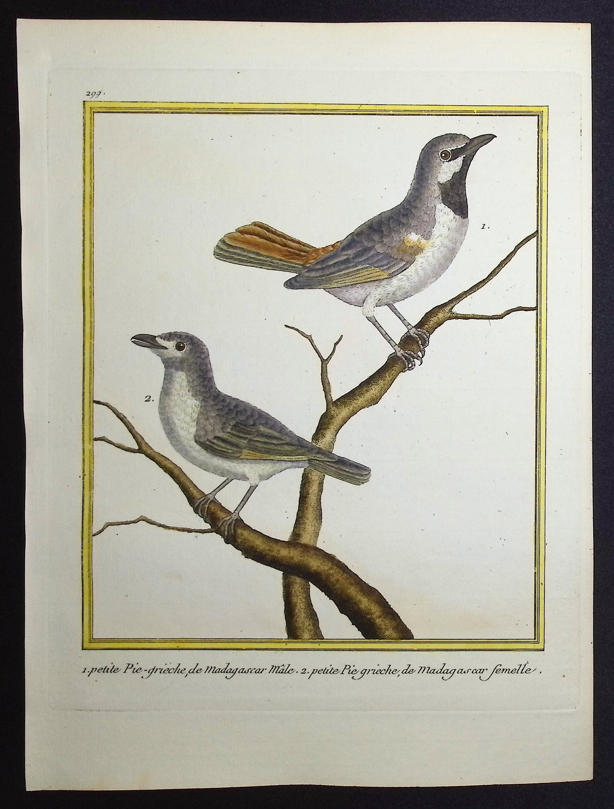 Shrike