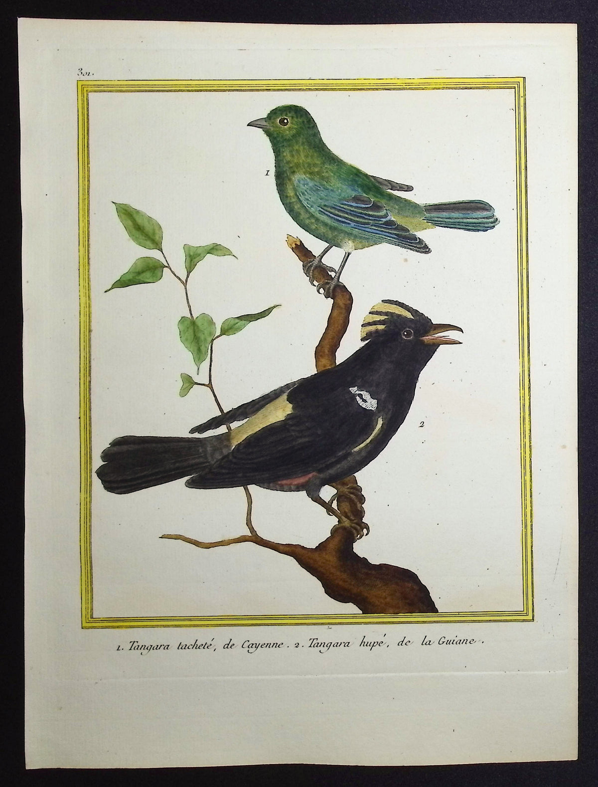 Tanager