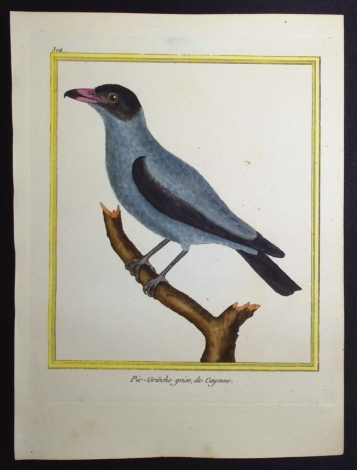 Shrike