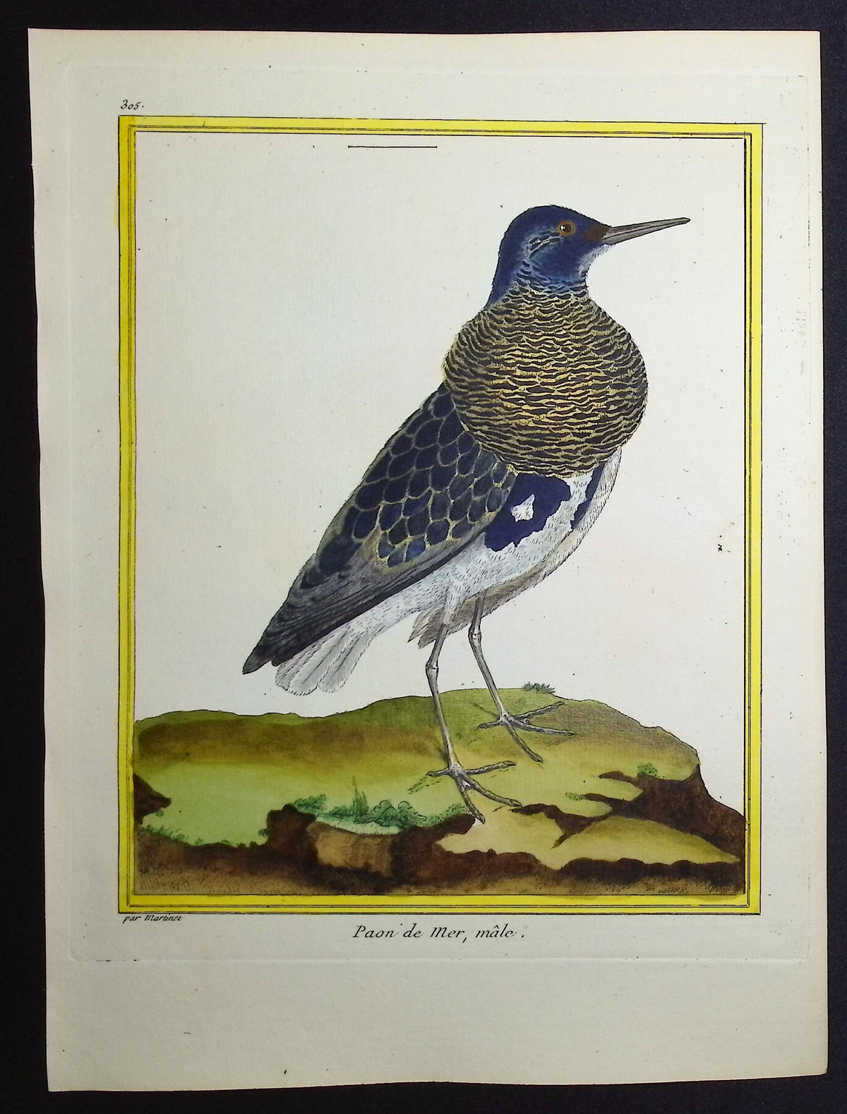 Sea Bird