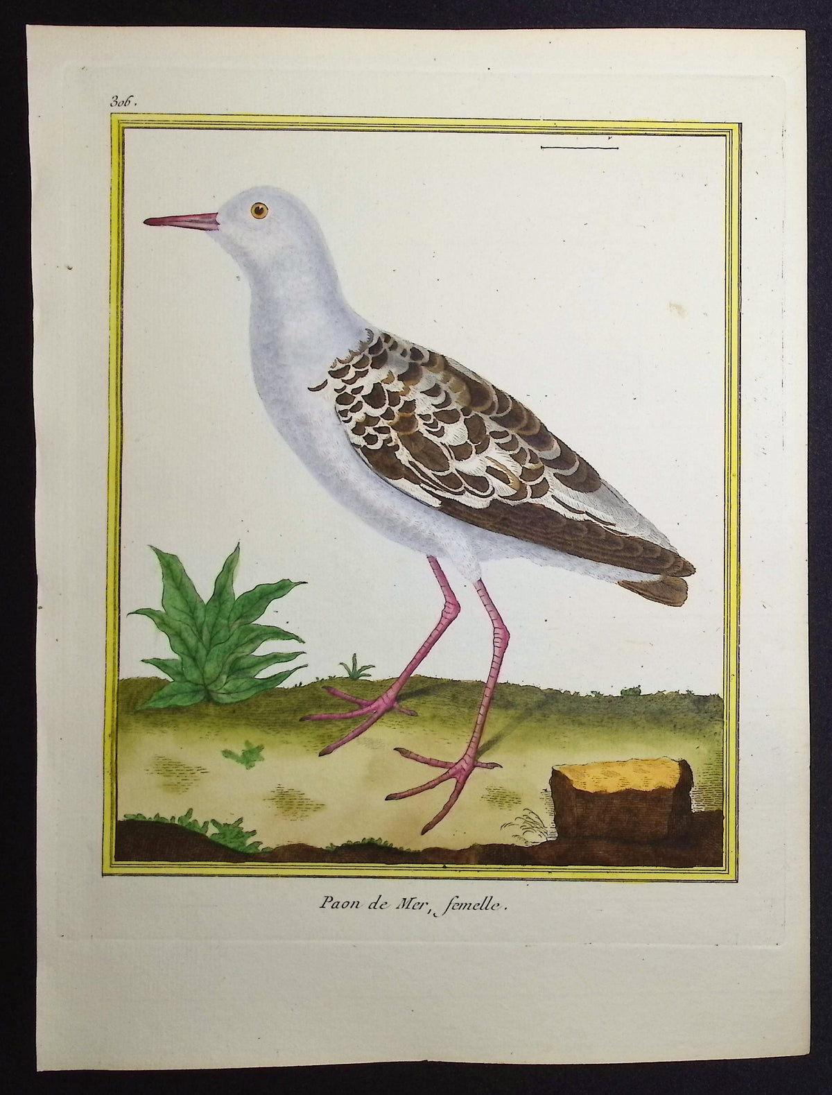 Sea Bird