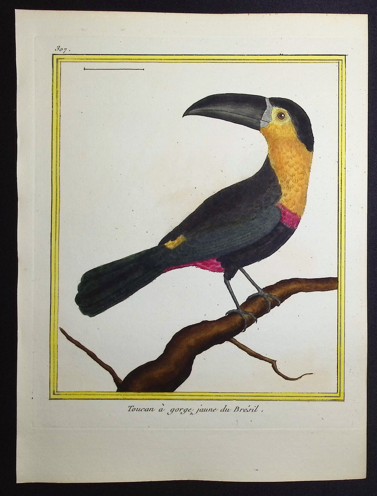 Toucan