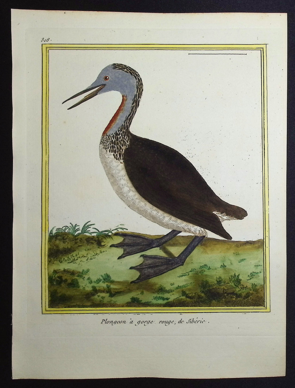 Diver or Loon