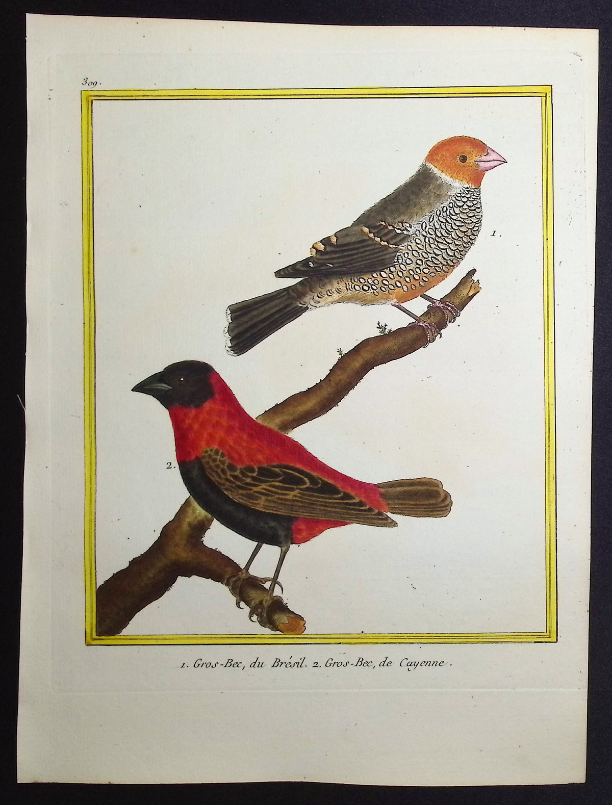 Grosbeak