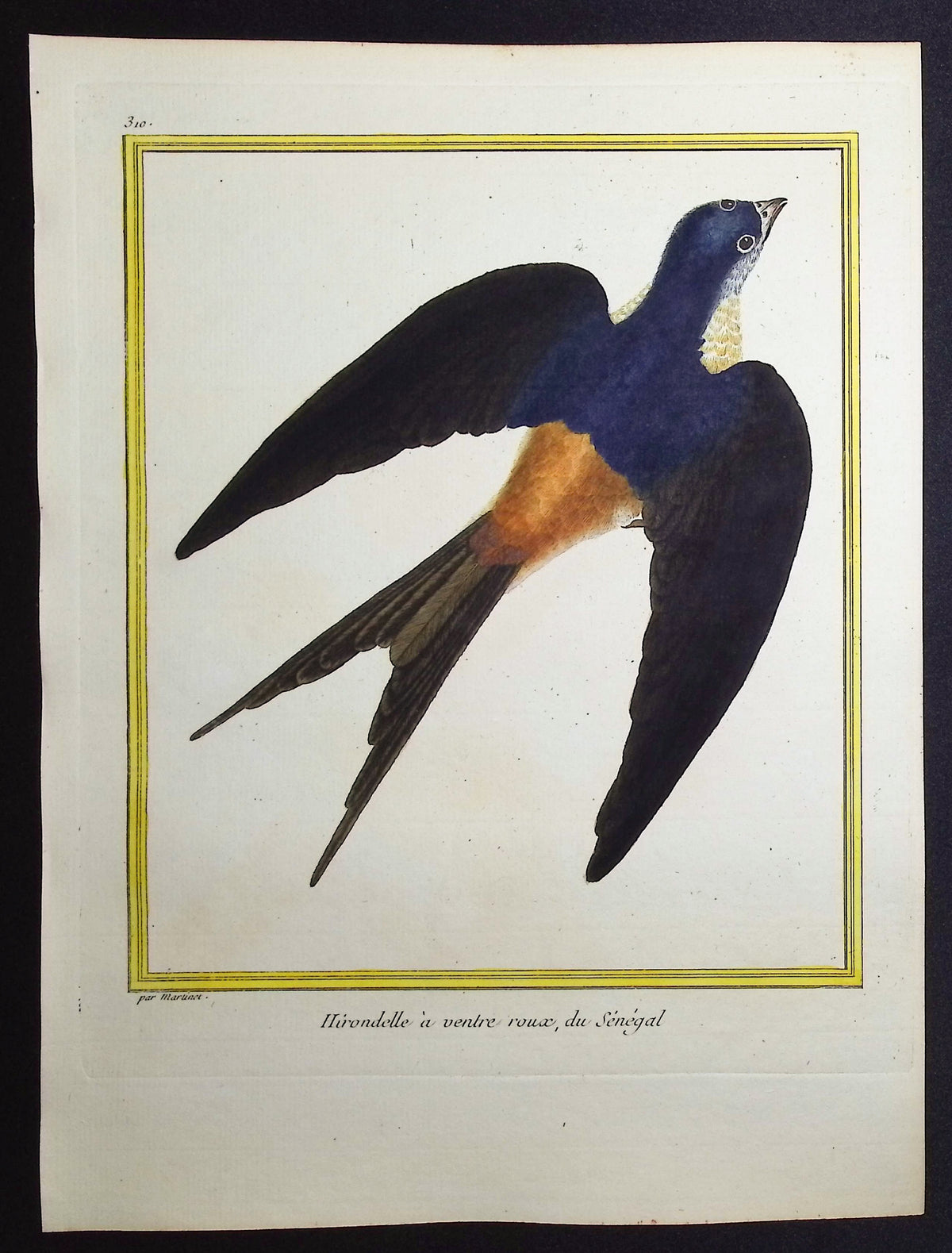 Swallow