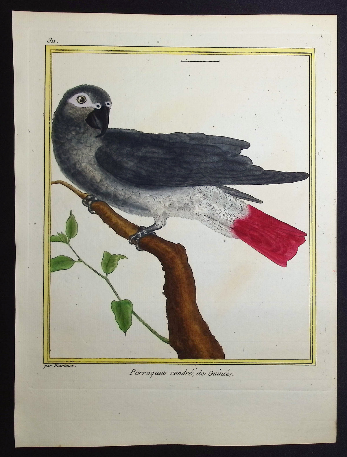 African Grey Parrot